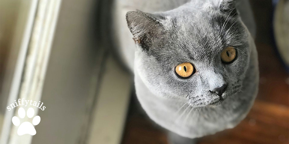 Essential Tips for New British Shorthair Owners