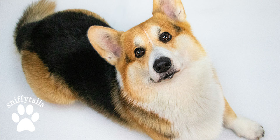 corgi-cute-looking