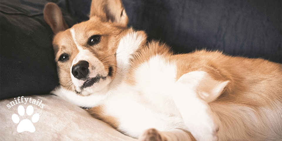 corgi-lay-down