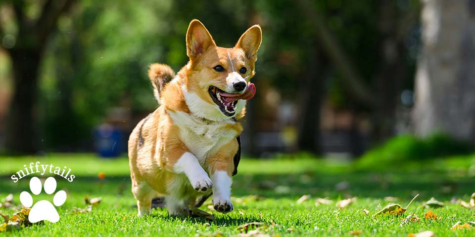 corgi-running