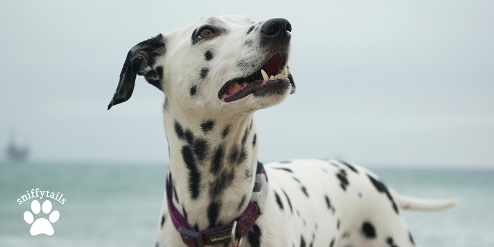 Unique Features of a Dog’s Nose