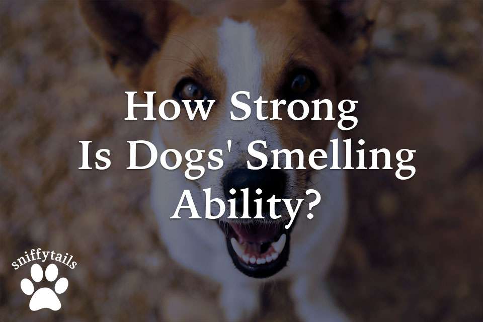 how-strong-is-dogs-smelling-ability