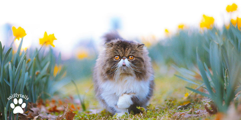 Understanding Persian Cat Characteristics