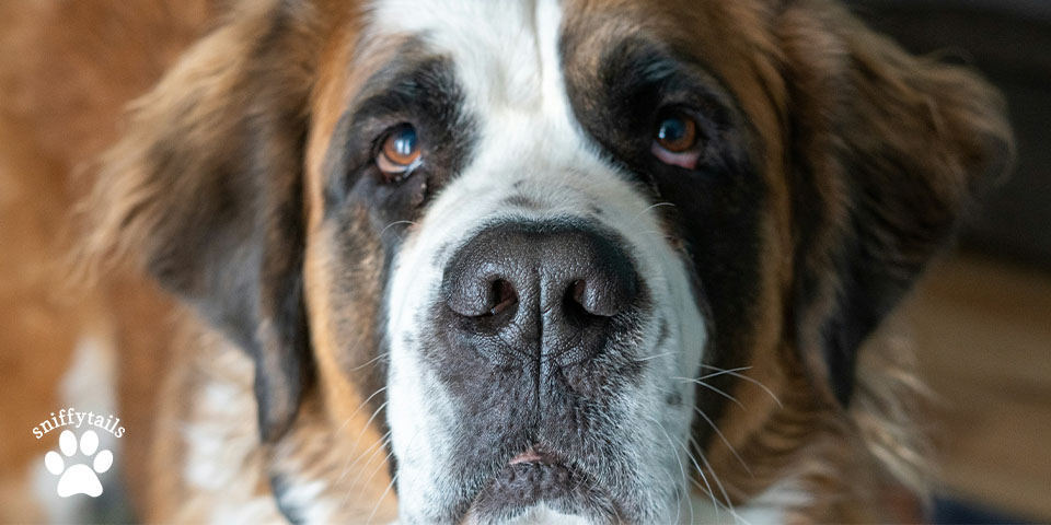 Saint Bernard Look