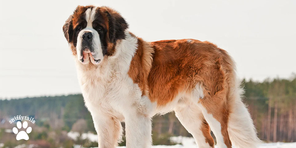 Saint Bernard Photo