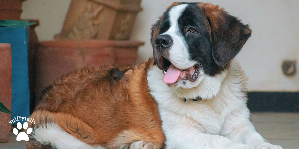 Saint Bernard Sit