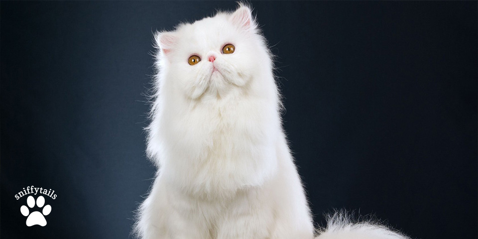 Training Tips for Persian Cats